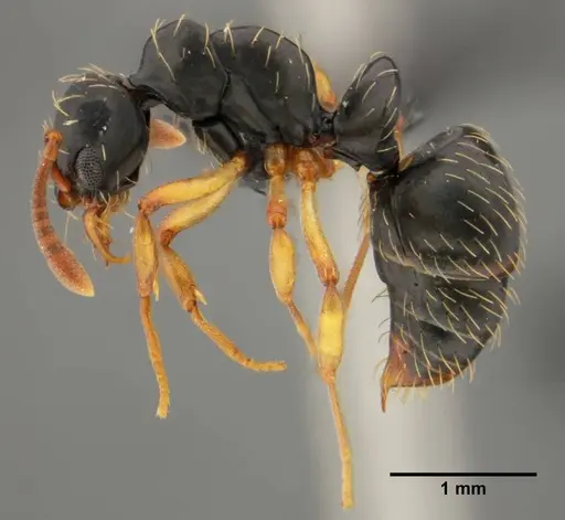 Thaumatomyrmex contumax specimen UFV-LABECOL-000105 image ufv-labecol-000105_4