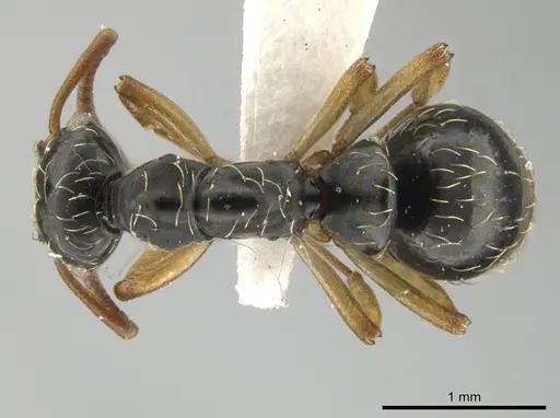 Thaumatomyrmex contumax specimen UFV-LABECOL-000392 image ufv-labecol-000392_1