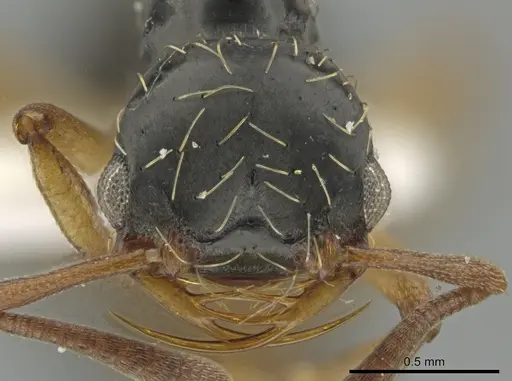 Thaumatomyrmex contumax specimen UFV-LABECOL-000392 image ufv-labecol-000392_2