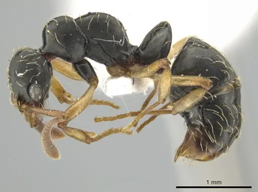 Thaumatomyrmex contumax specimen UFV-LABECOL-000392 image ufv-labecol-000392_3
