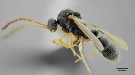 Thaumatomyrmex contumax specimen UFV-LABECOL-000394 image ufv-labecol-000394_4