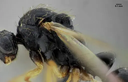Thaumatomyrmex contumax specimen UFV-LABECOL-000394 image ufv-labecol-000394_5