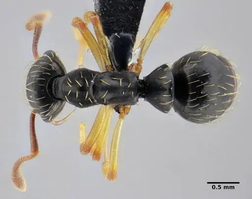 Thaumatomyrmex contumax specimen UFV-LABECOL-007486 image ufv-labecol-007486_1