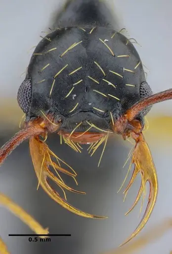 Thaumatomyrmex contumax specimen UFV-LABECOL-007486 image ufv-labecol-007486_3