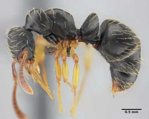 Thaumatomyrmex contumax specimen UFV-LABECOL-007486 image ufv-labecol-007486_4