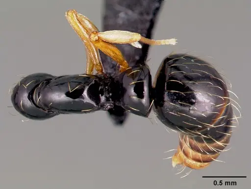 Thaumatomyrmex ferox specimen CASENT0006627 image casent0006627_1