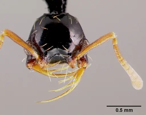 Thaumatomyrmex ferox specimen CASENT0006627 image casent0006627_2
