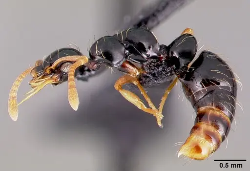 Thaumatomyrmex ferox specimen CASENT0006627 image casent0006627_3