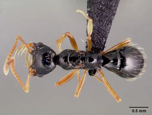 Thaumatomyrmex ferox specimen CASENT0006628 image casent0006628_1