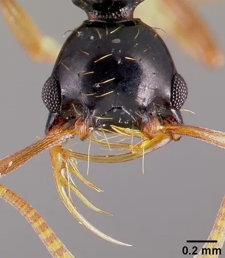 Thaumatomyrmex ferox specimen CASENT0006628 image casent0006628_2