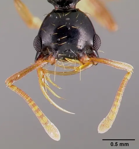 Thaumatomyrmex ferox specimen CASENT0006628 image casent0006628_3