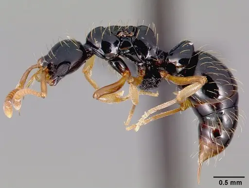 Thaumatomyrmex ferox specimen CASENT0006628 image casent0006628_4