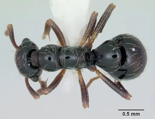 Thaumatomyrmex ferox specimen CASENT0173035 image casent0173035_1