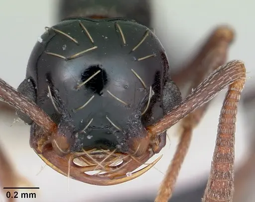 Thaumatomyrmex ferox specimen CASENT0173035 image casent0173035_2