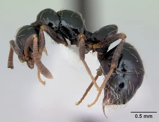Thaumatomyrmex ferox specimen CASENT0173035 image casent0173035_3