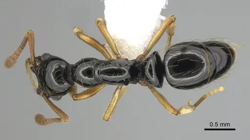 Thaumatomyrmex ferox specimen CASENT0249251 image casent0249251_1