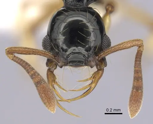 Thaumatomyrmex ferox specimen CASENT0249251 image casent0249251_2