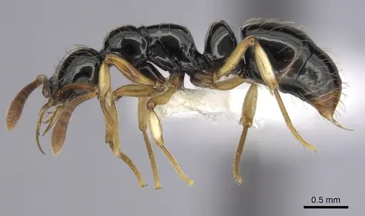 Thaumatomyrmex ferox specimen CASENT0249251 image casent0249251_3
