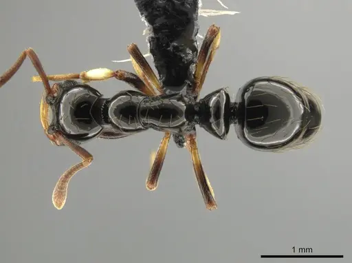 Thaumatomyrmex ferox specimen CASENT0649093 image casent0649093_1