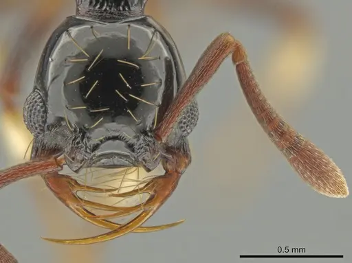 Thaumatomyrmex ferox specimen CASENT0649093 image casent0649093_2