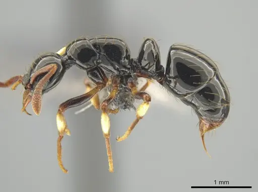 Thaumatomyrmex ferox specimen CASENT0649093 image casent0649093_3