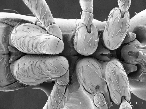 Thaumatomyrmex fraxini specimen ANTWEB1008597 image antweb1008597_1