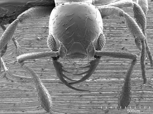 Thaumatomyrmex fraxini specimen ANTWEB1008597 image antweb1008597_2