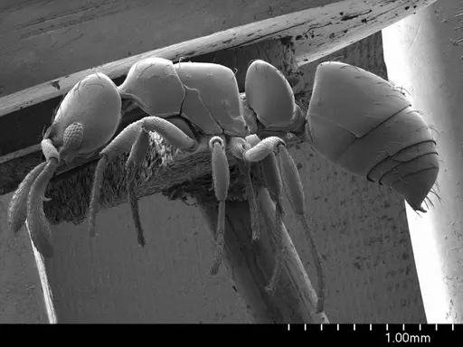 Thaumatomyrmex fraxini specimen ANTWEB1008597 image antweb1008597_3