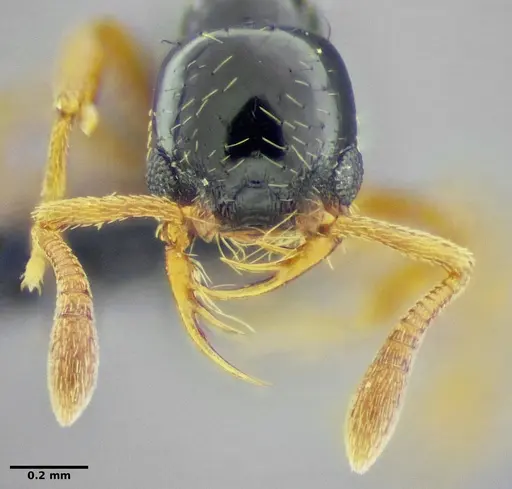 Thaumatomyrmex fraxini specimen UFV-LABECOL-008565 image ufv-labecol-008565_1