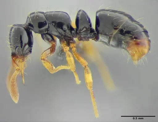 Thaumatomyrmex fraxini specimen UFV-LABECOL-008565 image ufv-labecol-008565_2