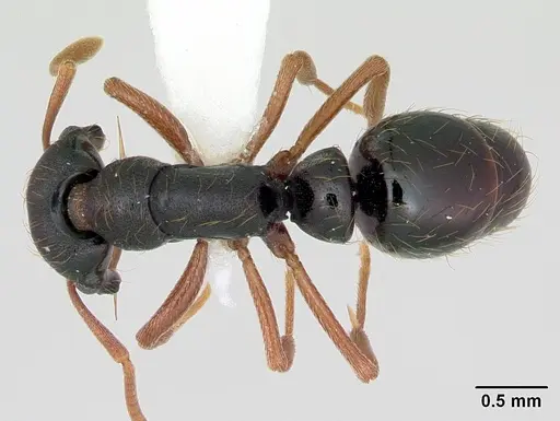 Thaumatomyrmex mandibularis specimen CASENT0173030 image casent0173030_1