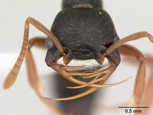 Thaumatomyrmex mandibularis specimen CASENT0173030 image casent0173030_2