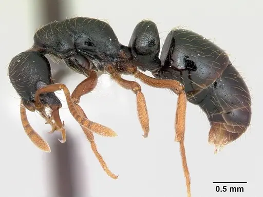Thaumatomyrmex mandibularis specimen CASENT0173030 image casent0173030_3