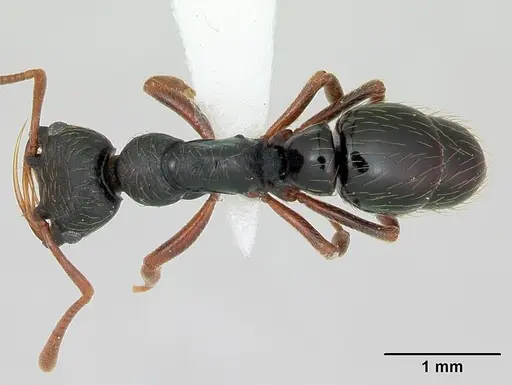 Thaumatomyrmex mandibularis specimen CASENT0173033 image casent0173033_1