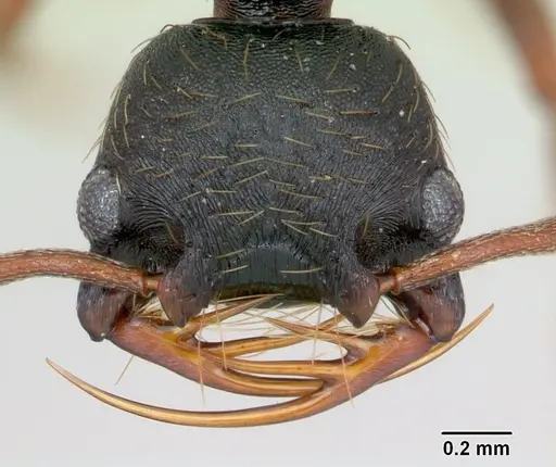 Thaumatomyrmex mandibularis specimen CASENT0173033 image casent0173033_2