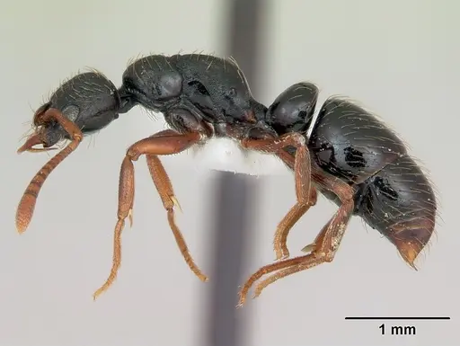 Thaumatomyrmex mandibularis specimen CASENT0173033 image casent0173033_3