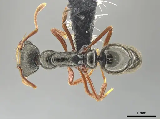 Thaumatomyrmex mandibularis specimen CASENT0649091 image casent0649091_1
