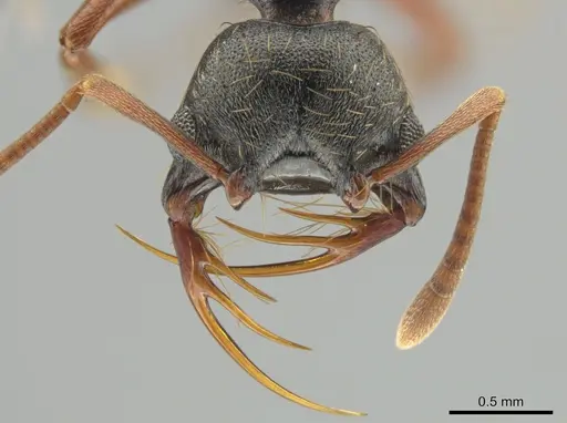 Thaumatomyrmex mandibularis specimen CASENT0649091 image casent0649091_2