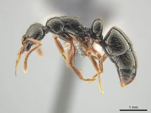 Thaumatomyrmex mandibularis specimen CASENT0649091 image casent0649091_3