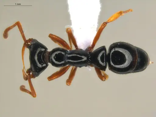 Thaumatomyrmex manni specimen ECOFOG-HC-0084-01 image ecofog-hc-0084-01_1