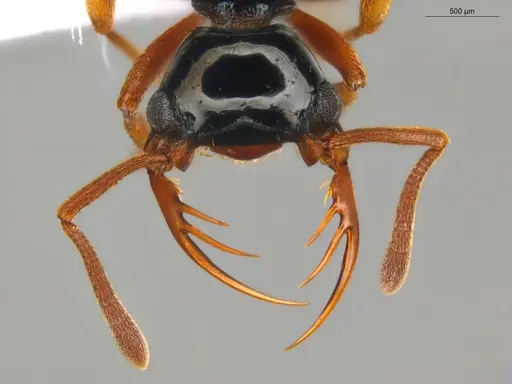 Thaumatomyrmex manni specimen ECOFOG-HC-0084-01 image ecofog-hc-0084-01_2