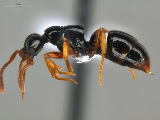 Thaumatomyrmex manni specimen ECOFOG-HC-0084-01 image ecofog-hc-0084-01_3