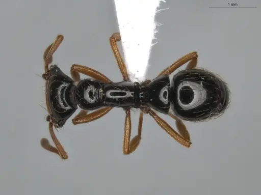 Thaumatomyrmex manni specimen ECOFOG-IT14-0425-26 image ecofog-it14-0425-26_1