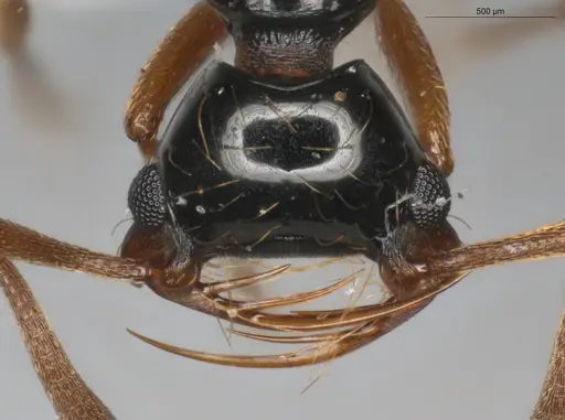 Thaumatomyrmex manni specimen ECOFOG-IT14-0425-26 image ecofog-it14-0425-26_2
