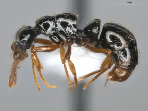 Thaumatomyrmex manni specimen ECOFOG-IT14-0425-26 image ecofog-it14-0425-26_3