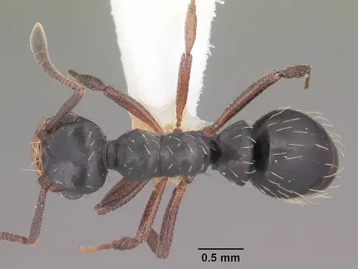 Thaumatomyrmex mutilatus specimen CASENT0102934 image casent0102934_1