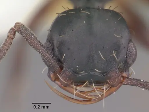 Thaumatomyrmex mutilatus specimen CASENT0102934 image casent0102934_2