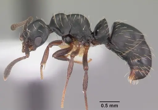 Thaumatomyrmex mutilatus specimen CASENT0102934 image casent0102934_3