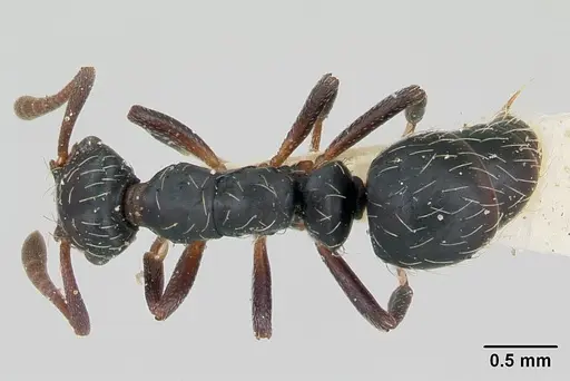 Thaumatomyrmex mutilatus specimen CASENT0173034 image casent0173034_1