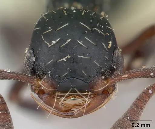 Thaumatomyrmex mutilatus specimen CASENT0173034 image casent0173034_2